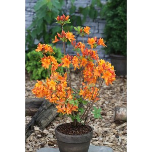 Orange Azalee 'Gibraltar' im Topf, ca. 40-60 cm hoch. Rhododendron luteum mit leuchtenden Blüten.