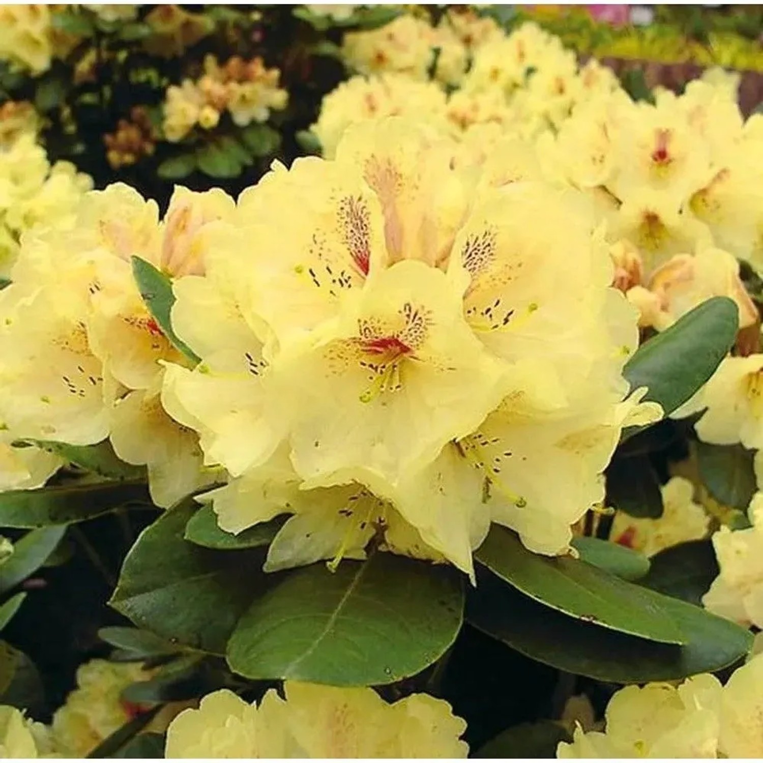 INKARHO - Großblumige Rhododendron Goldbukett 40-50cm - Alpenrose