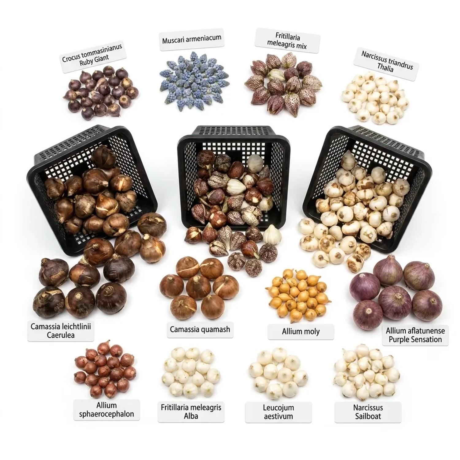 Vdvelde Aqua Bulbs Naturpaket: Vielfältige Blumenzwiebeln für den Teichrand in drei Körben, verschiedene Sorten.