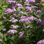 Japanische Zwergspiere mit rosa Blüten und grünen Blättern. Kompakte Spiraea Japonica für Beet und Kübel.