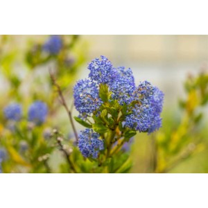 Nahaufnahme des blau blühenden Kalifornischen Flieders (Ceanothus) mit grünen Blättern.