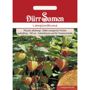 Dürr Samen Lampionblume: Saatgut für mehrjährige, orangerote Lampionblumen (Physalis alkekengi).
