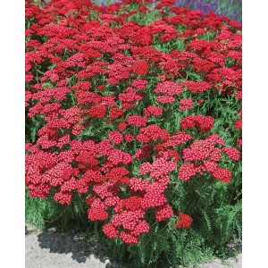 Leuchtend rote Schafgarbe 'Christel' (Achillea millefolium) im 9x9 cm Topf. Winterharte Staude für sonnige Standorte.