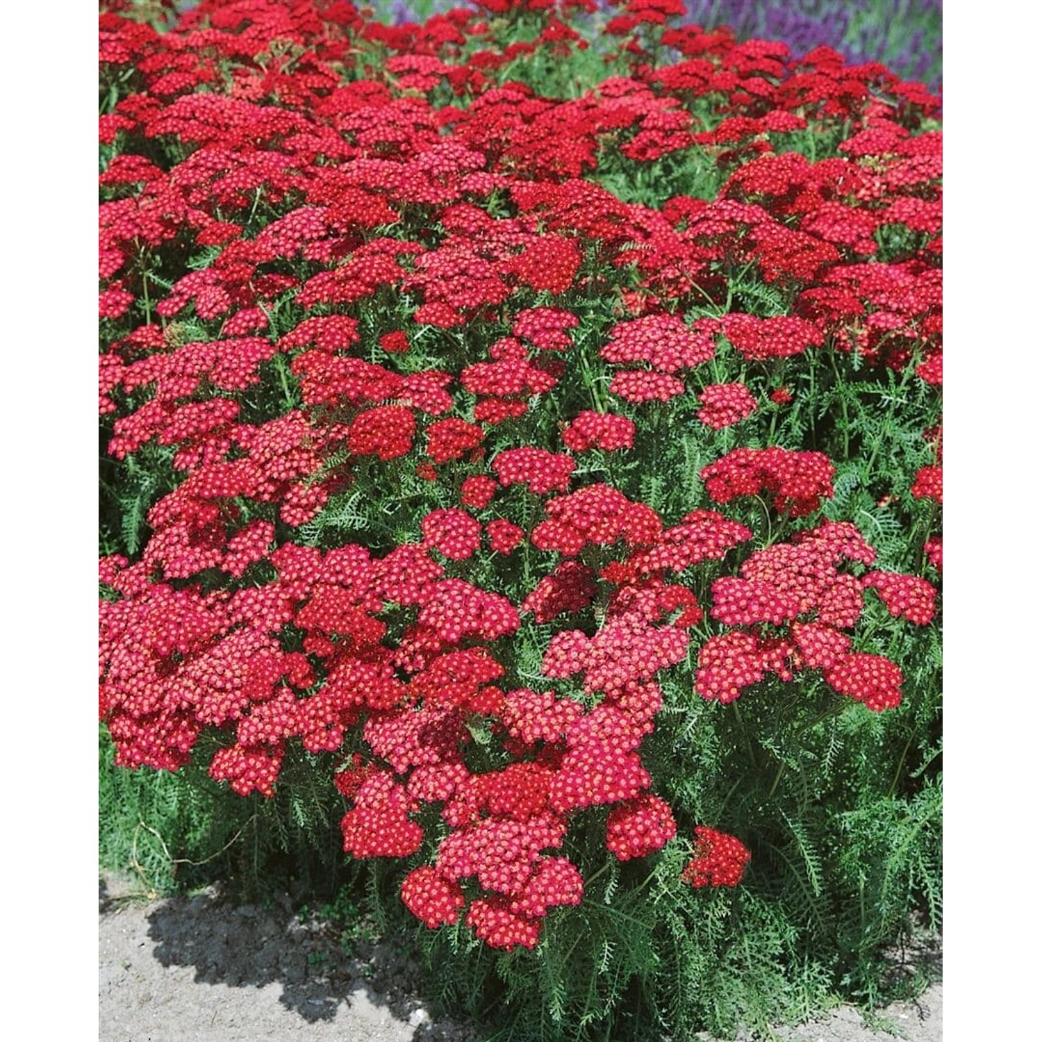 Achillea Millefolium Christel Gemeine Schafgarbe Ca. 9x9 cm Topf günstig online kaufen