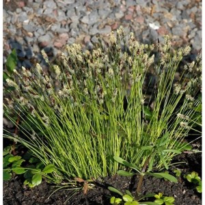 Foto einer Bergsegge (Carex montana) Staude mit grünen Halmen und hellen Blütenständen im Garten.