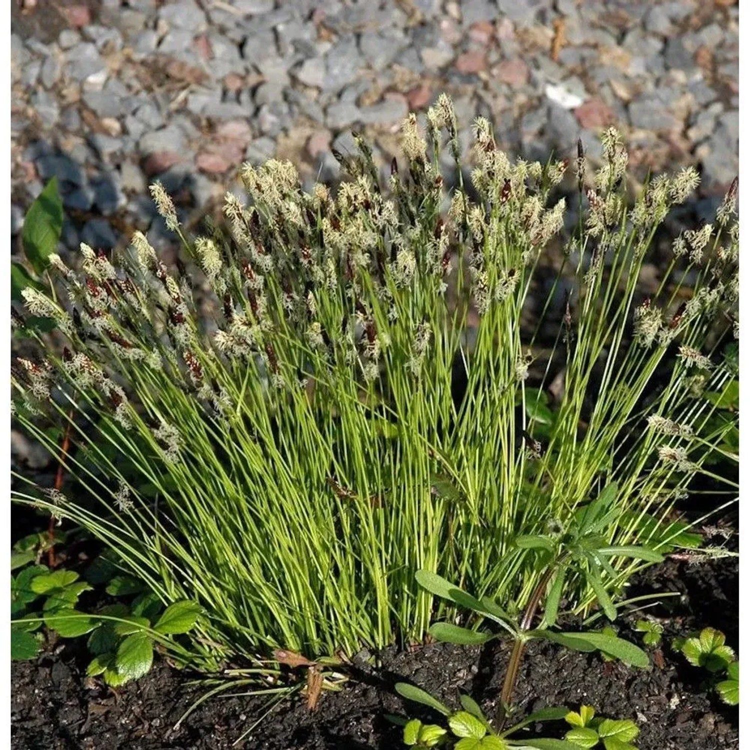 Bergsegge - Carex montana