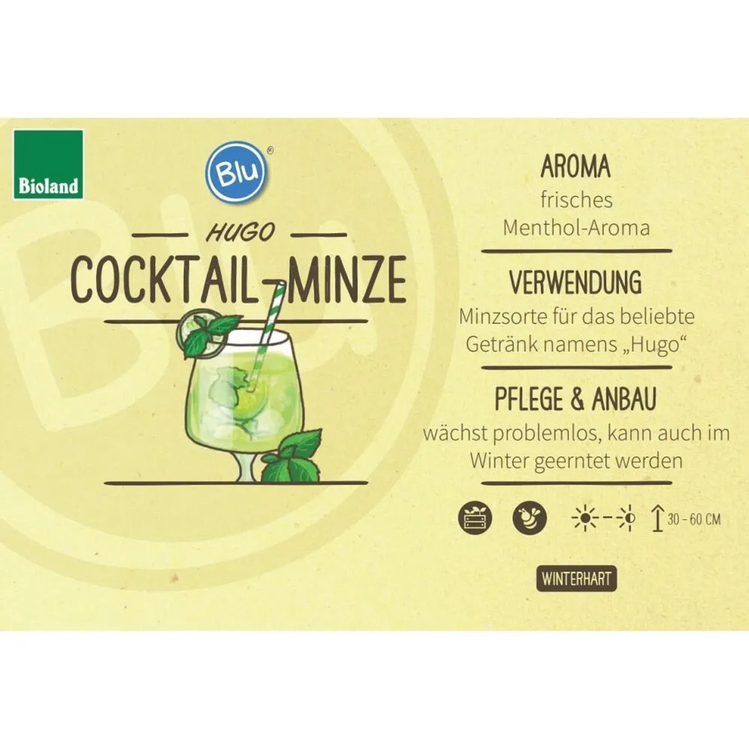 Bio Hugo-Minze Cocktail-Minze Pflanze im Topf. Ideal für den Hugo Cocktail. Winterharte Kräuterpflanze.