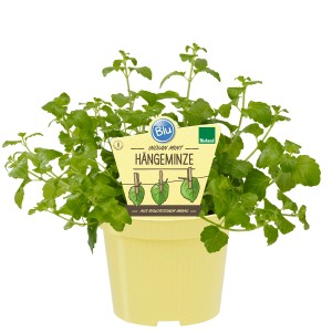 Blu Hängeminze 'Indian Mint' im Topf: Küchenkräuter mit frischem Minzaroma für Tee und Hängegefäße.