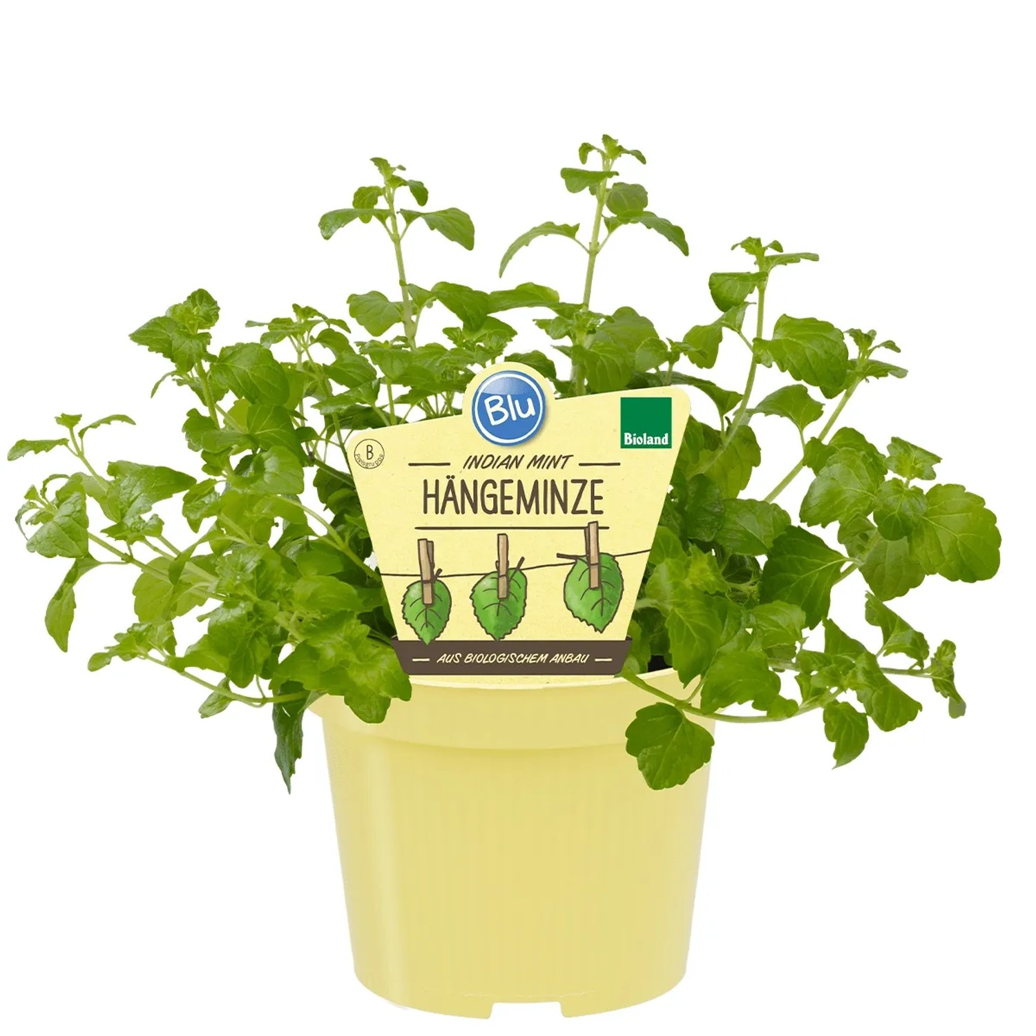 Blu Hängeminze "Indian Mint" Topf-Ø ca. 12 cm Satureja