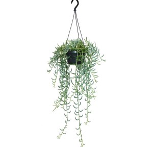 Hängende Bananen-Halskette (Senecio Radicans) als Ampelpflanze im 14cm Topf.