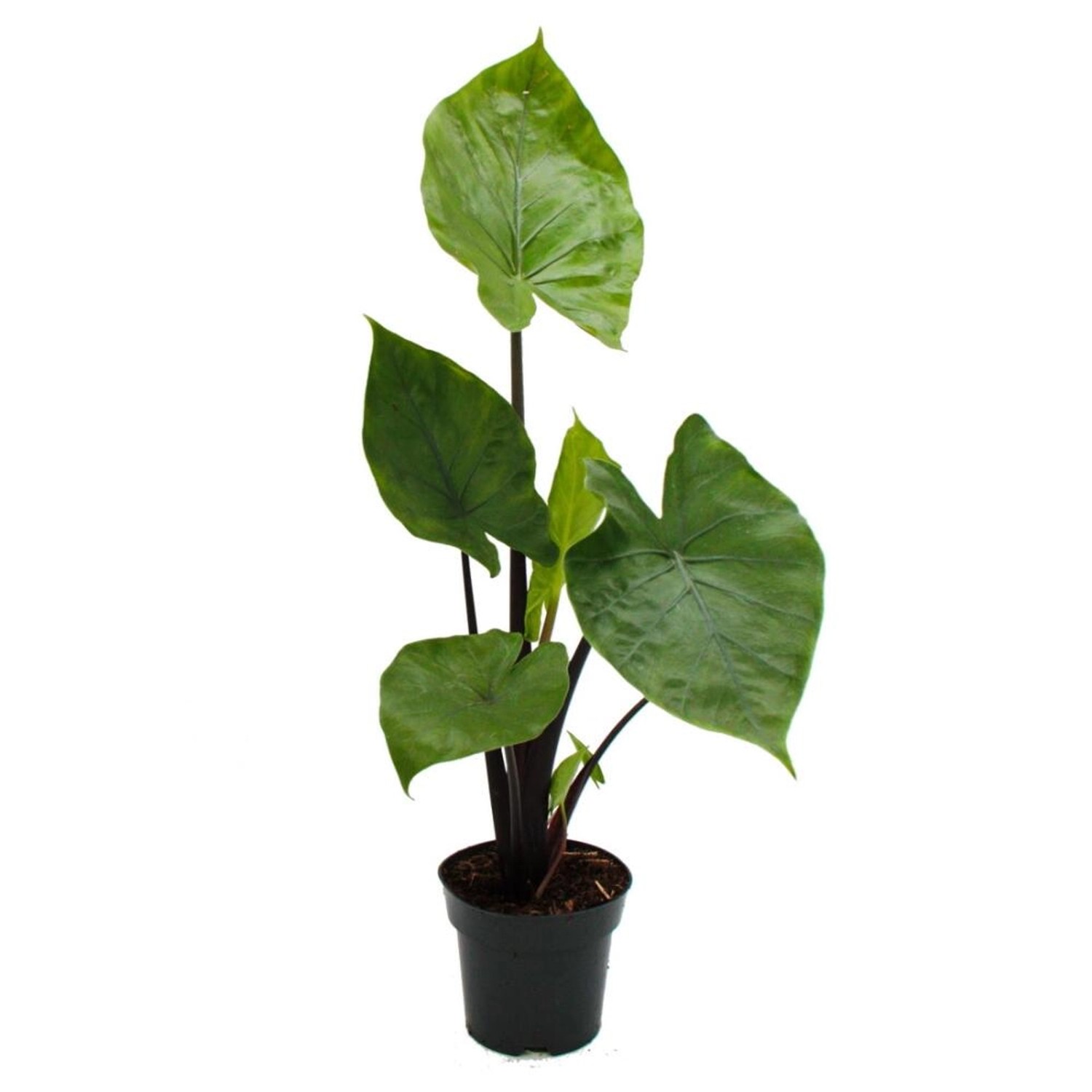 Exotenherz Alocasia Black Cobra Schwarze Kobra Elefantenohr Pfeilblatt 14cm Topf