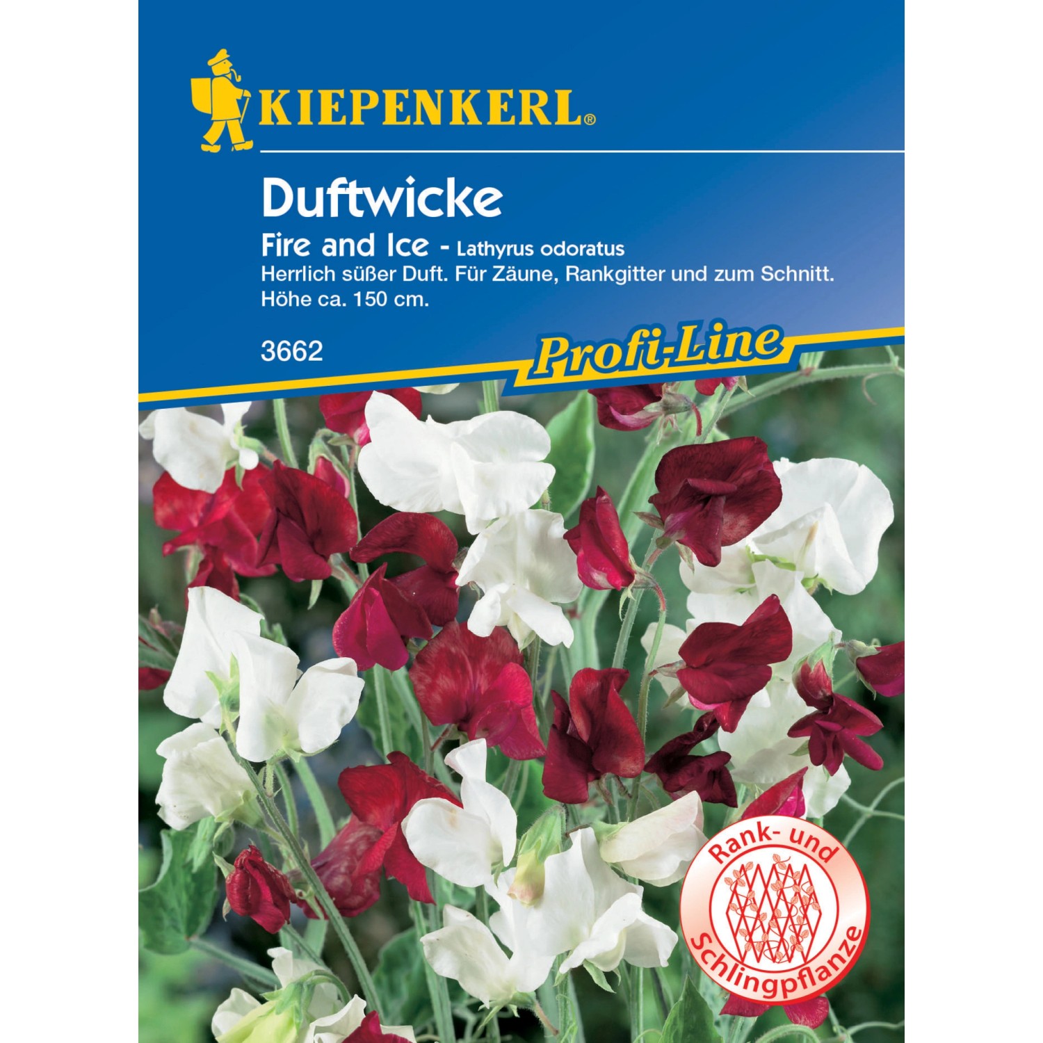 Kiepenkerl Duftwicke Fire and Ice Lathyrus odoratus