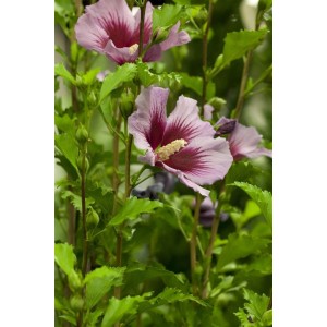 Nahaufnahme des Hibiscus Syriacus 'Russian Violet' mit violetten Blüten und grünen Blättern.