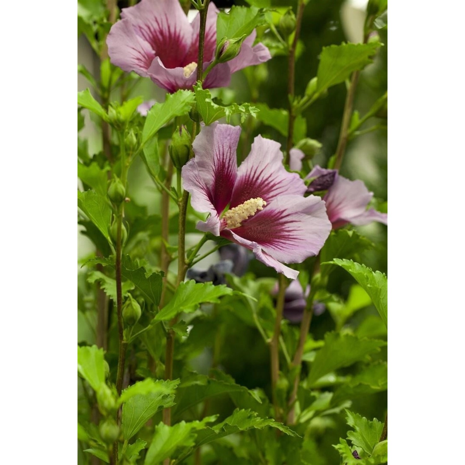 Hibiscus Syriacus Garten-Eibisch Russian Violet 40-60 cm günstig online kaufen