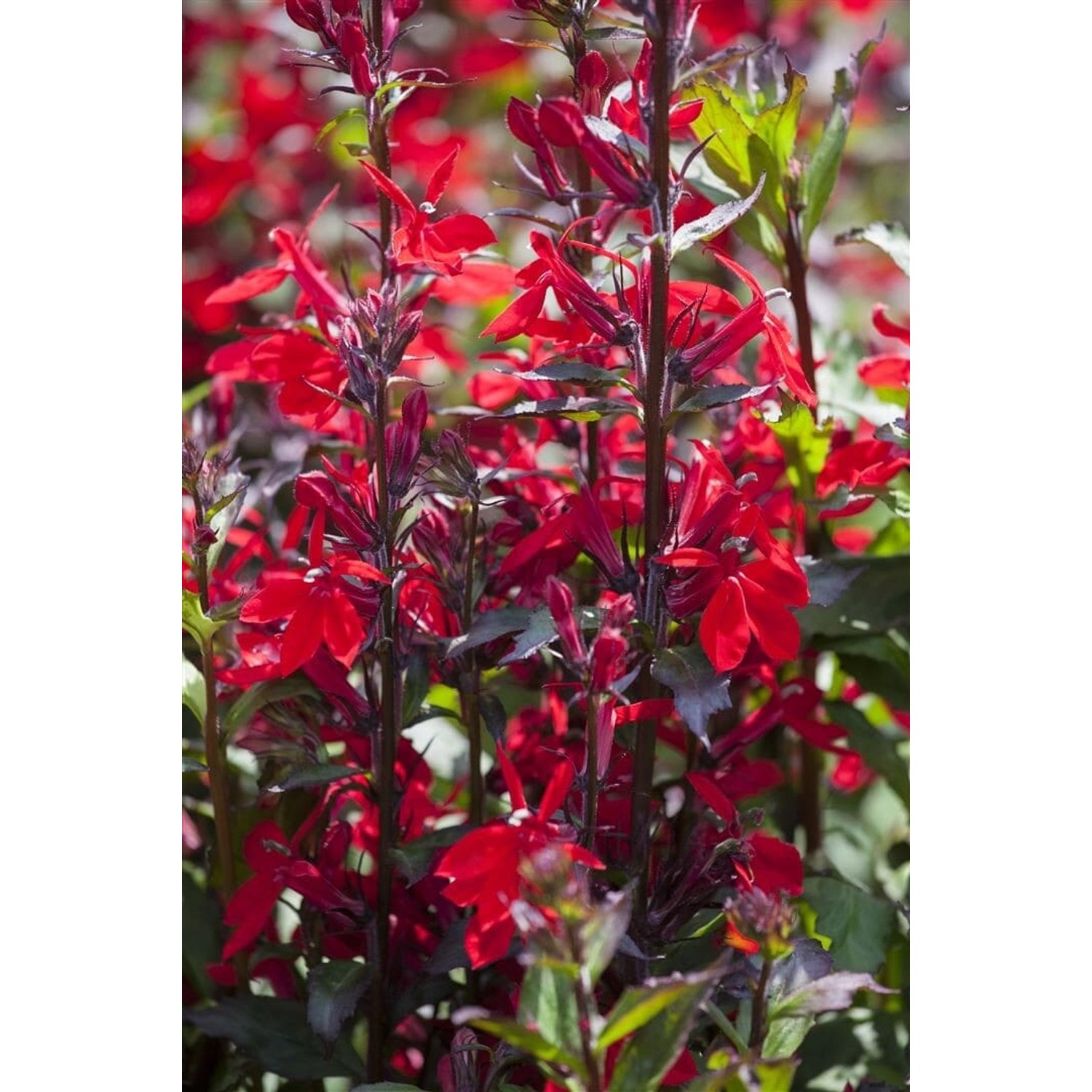 Lobelia X Speciosa Kardinalslobelie Ca. 9x9 cm Topf günstig online kaufen