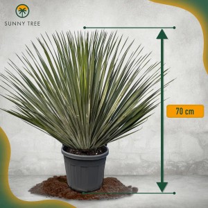 Winterharte Yucca Rostrata Palmlilie im Topf, ca. 70 cm hoch.