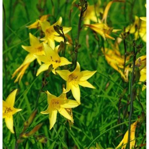 Gelbe, kleine Taglilie (Hemerocallis minor) im Gartenbeet.