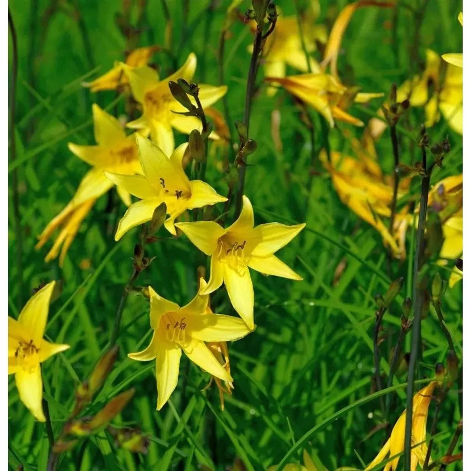 Kleine Taglilie - Hemerocallis minor