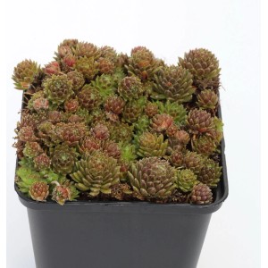 Dachwurz 'Kugelblitz' (Sempervivum arachnoideum) im Topf, eine attraktive Staude für Steingärten.