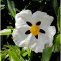 Weiße Zistrose Alan Fradd (Cistus purpurea) Blüte mit dunklen Flecken, gelber Mitte und grünen Blättern.