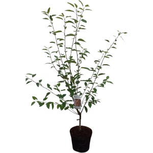 Baum-Felsenbirne 'Robin Hill' im Topf, ca. 50-70 cm hoch. Solitärpflanze mit grünen Blättern.