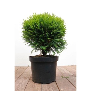 Kugel-Lebensbaum Thuja 'Danica' im Topf, grüne Heckenpflanze für Garten und Kübel.