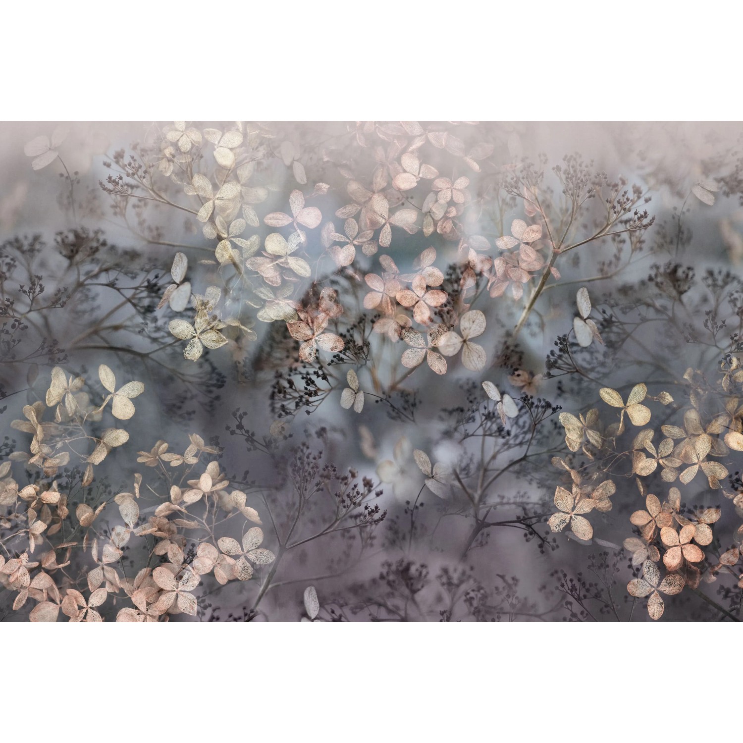 Erismann Fototapete Guido Maria Kretschmer Holunderblüten Violet 4,0m x 2,7m