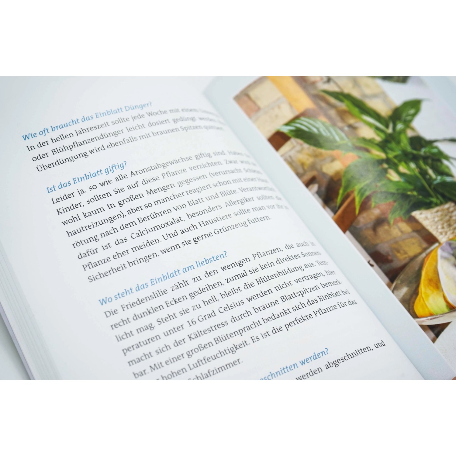 Image of Der Pflanzenarzt: Glückliche und gesunde Zimmerpflanzen