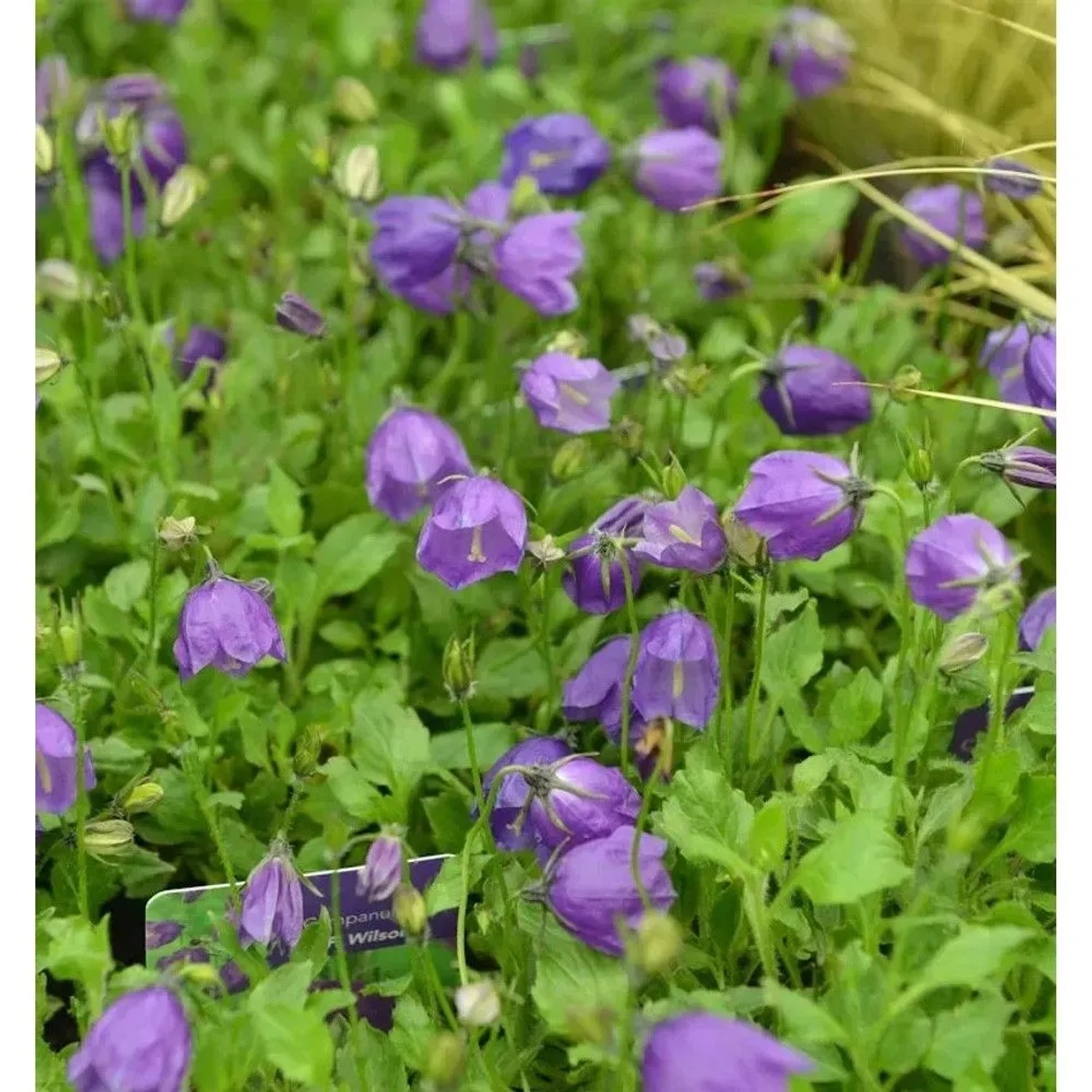 Polster Glockenblume G.F.Wilson - Campanula pulloides