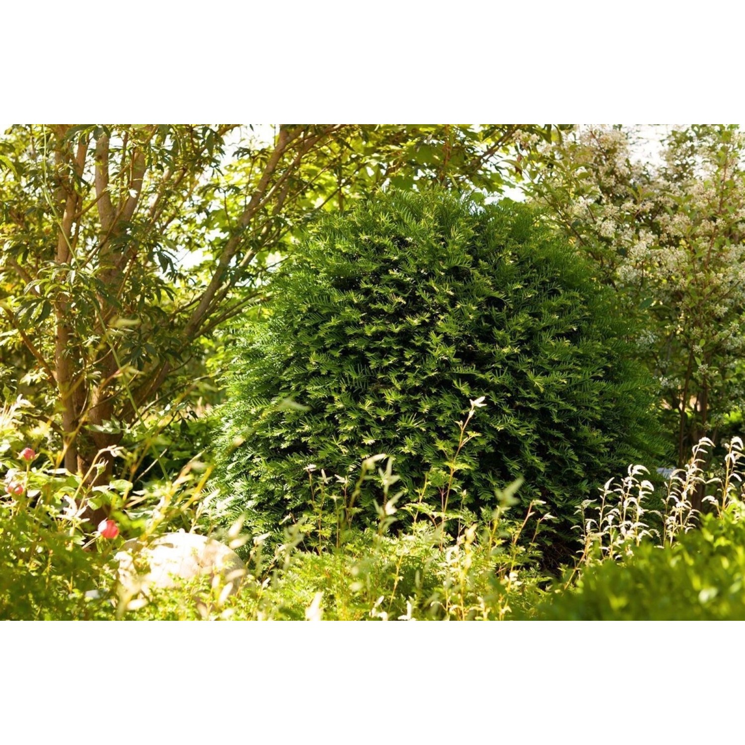Taxus baccata 'Hessei' 80-100 cm günstig online kaufen