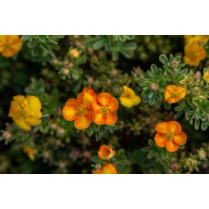 Orangefarbener Fingerstrauch Marmalade im Topf, Potentilla fruticosa mit Blüten.