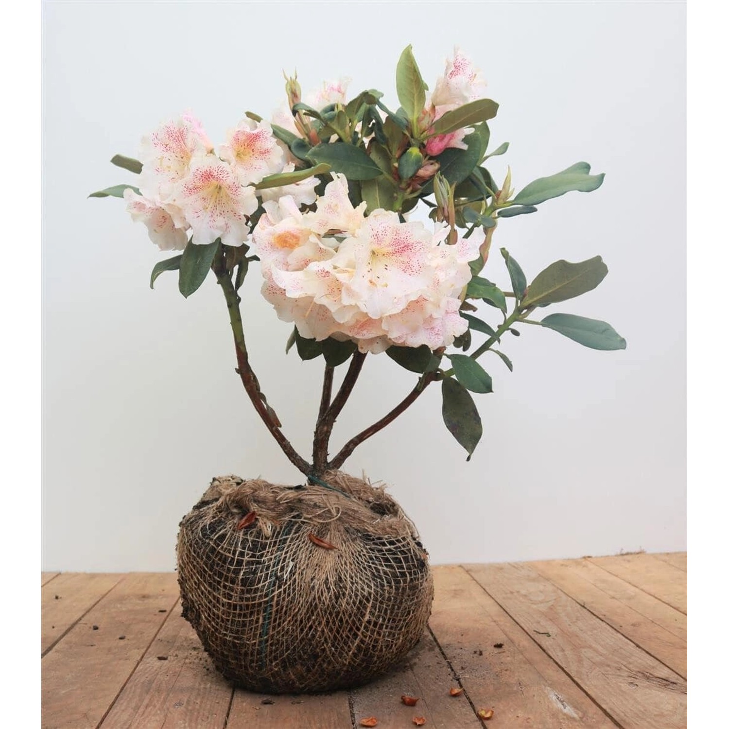 Rhododendron Hybr. Prinses Maxima Rosa Blüten 40–50 cm günstig online kaufen