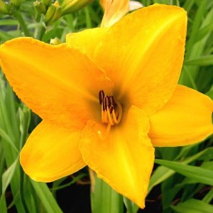 6 x Taglilie 'Chicago Sunrise' Hemerocallis Topf 9cm Beetrandpflanze
