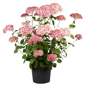 Ballhortensie Beauty Bell Pink im Topf, rosa Blütenbälle, ca. 20-30 cm hoch.