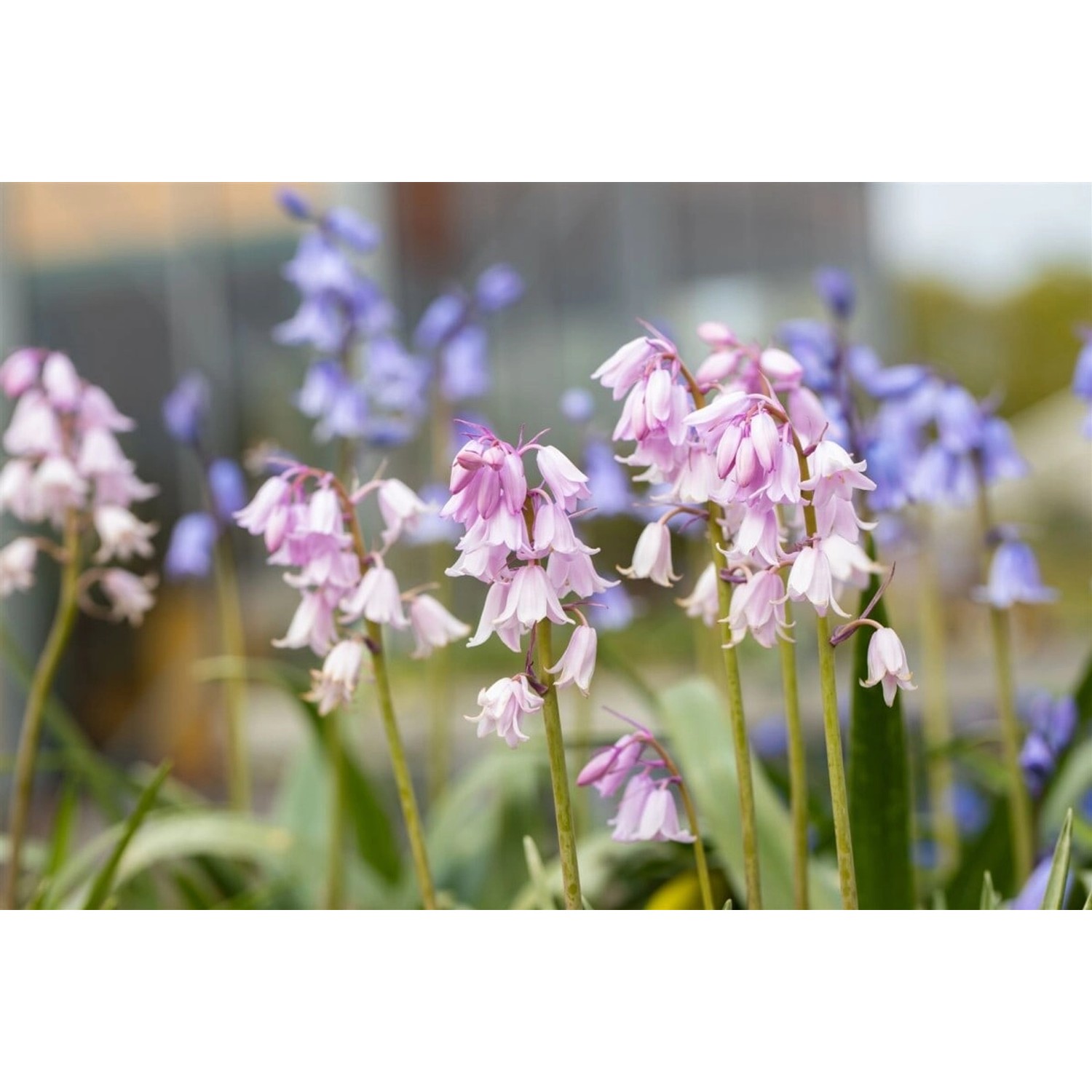 Nahaufnahme von rosa Spanischem Hasenglöckchen 'Rose Queen' im Garten, blühende Zimmerpflanze.