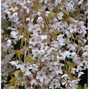 Frühlingshängekirsche 80-100cm - Prunus subhirtella