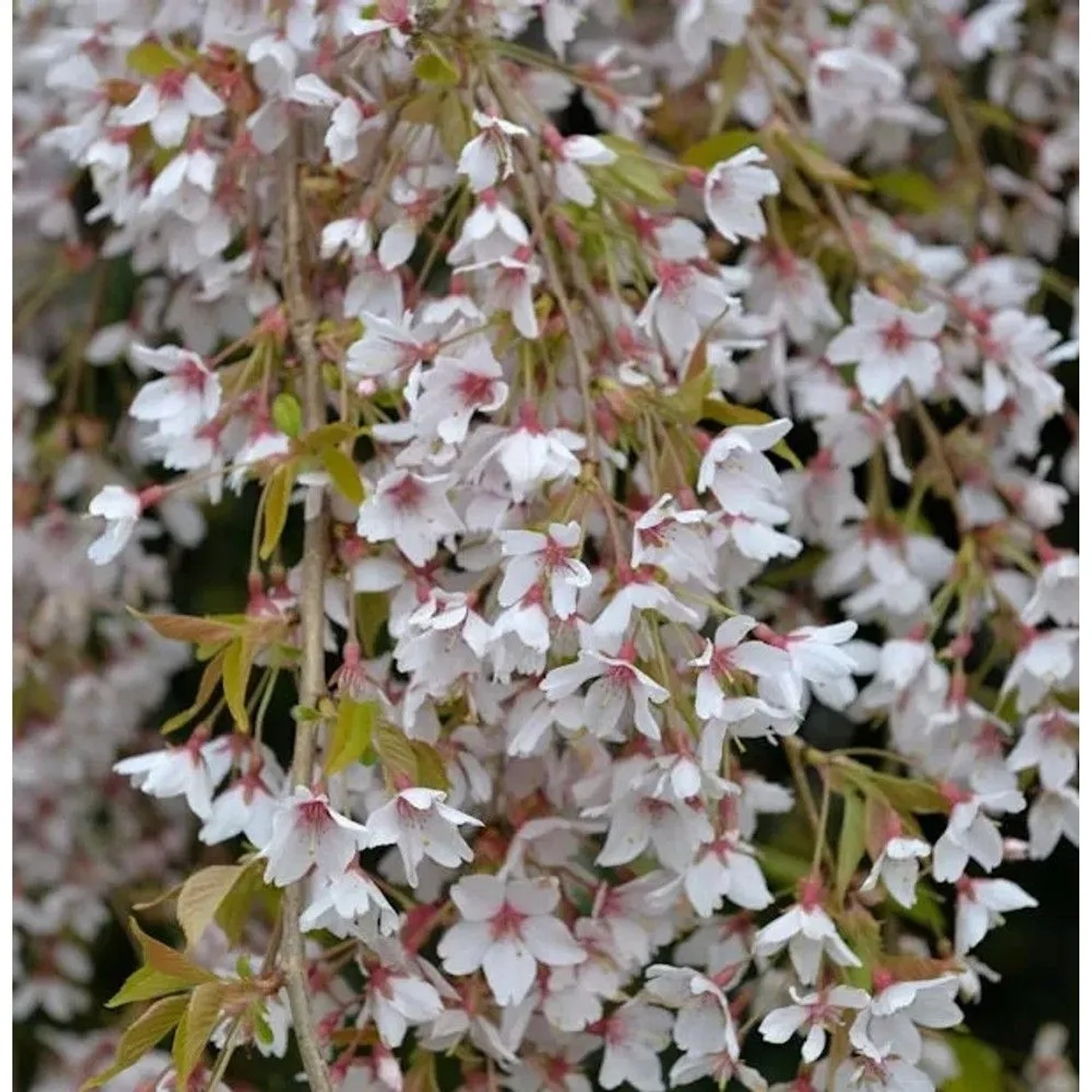 Frühlingshängekirsche 80-100cm - Prunus subhirtella
