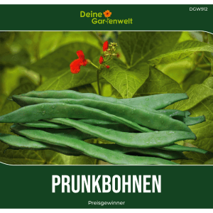 Frische grüne Prunkbohnen mit roten Blüten und Blättern. Feuerbohnen Samen für den Garten.