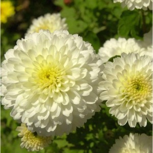Nahaufnahme der Winteraster 'Weiße Nebelrose' mit weißen Blütenblättern und gelber Mitte.
