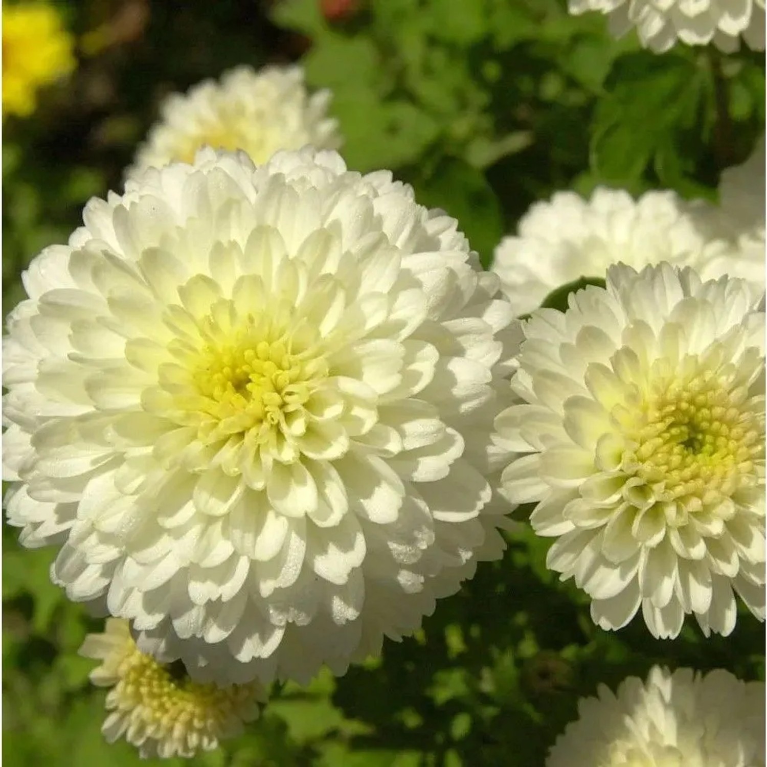 Nahaufnahme der Winteraster 'Weiße Nebelrose' mit weißen Blütenblättern und gelber Mitte.