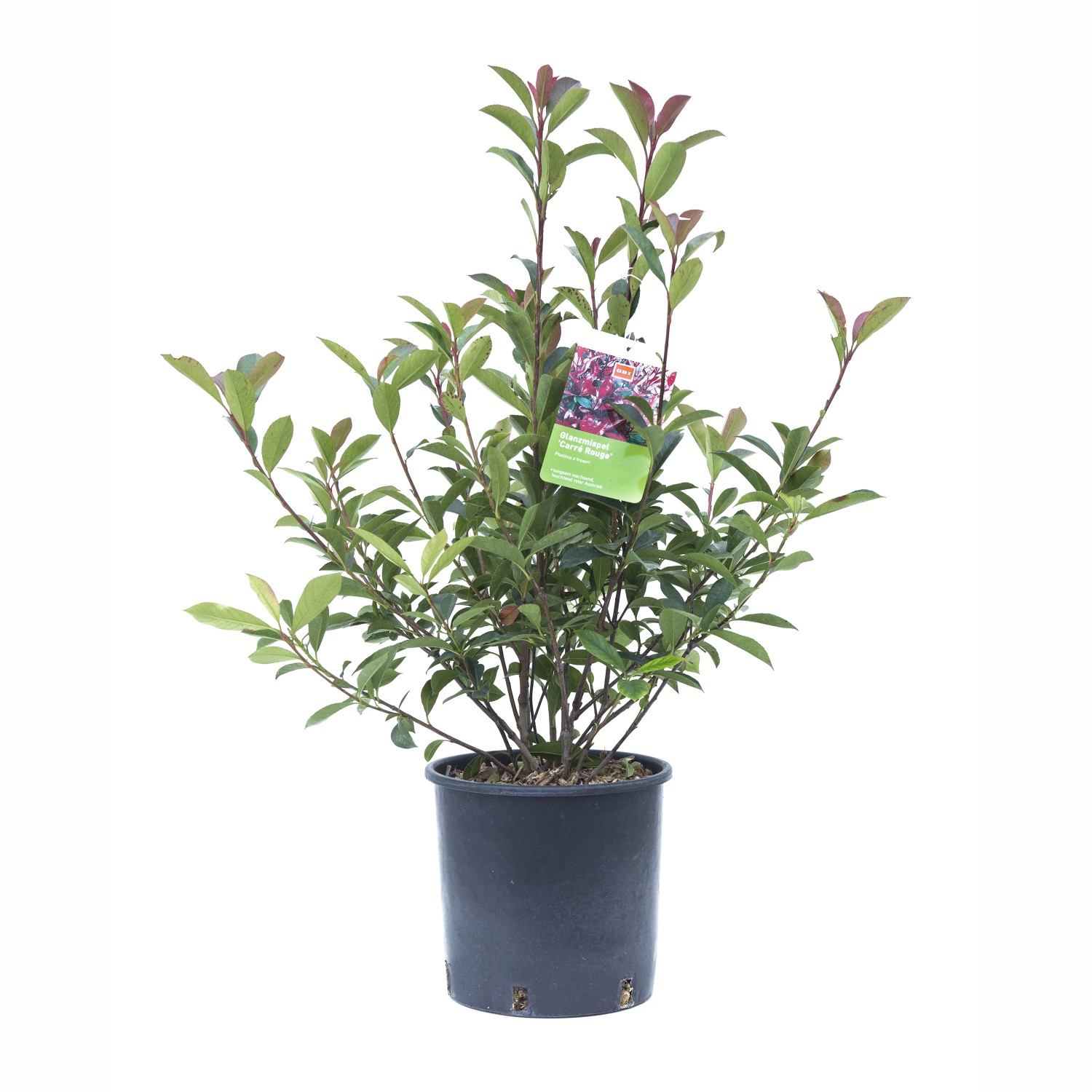 GROW by OBI Glanzmispel Carré Rouge Busch Topf ca. 5 l Photinia fraseri günstig online kaufen