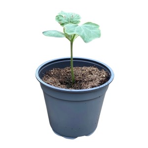 Junge Wassermelone (Citrullus lanatus) im Topf, ca. 12 cm Durchmesser.