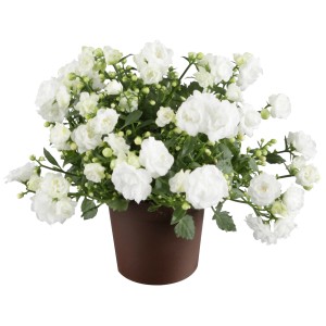 Weiße Dalmatiner Glockenblume im Topf, Campanula portenschlagiana, üppige Blütenpracht.