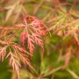 Detailaufnahme: Orange-roter Japanischer Ahorn (Acer Palmatum Orangeola), filigrane Blätter.