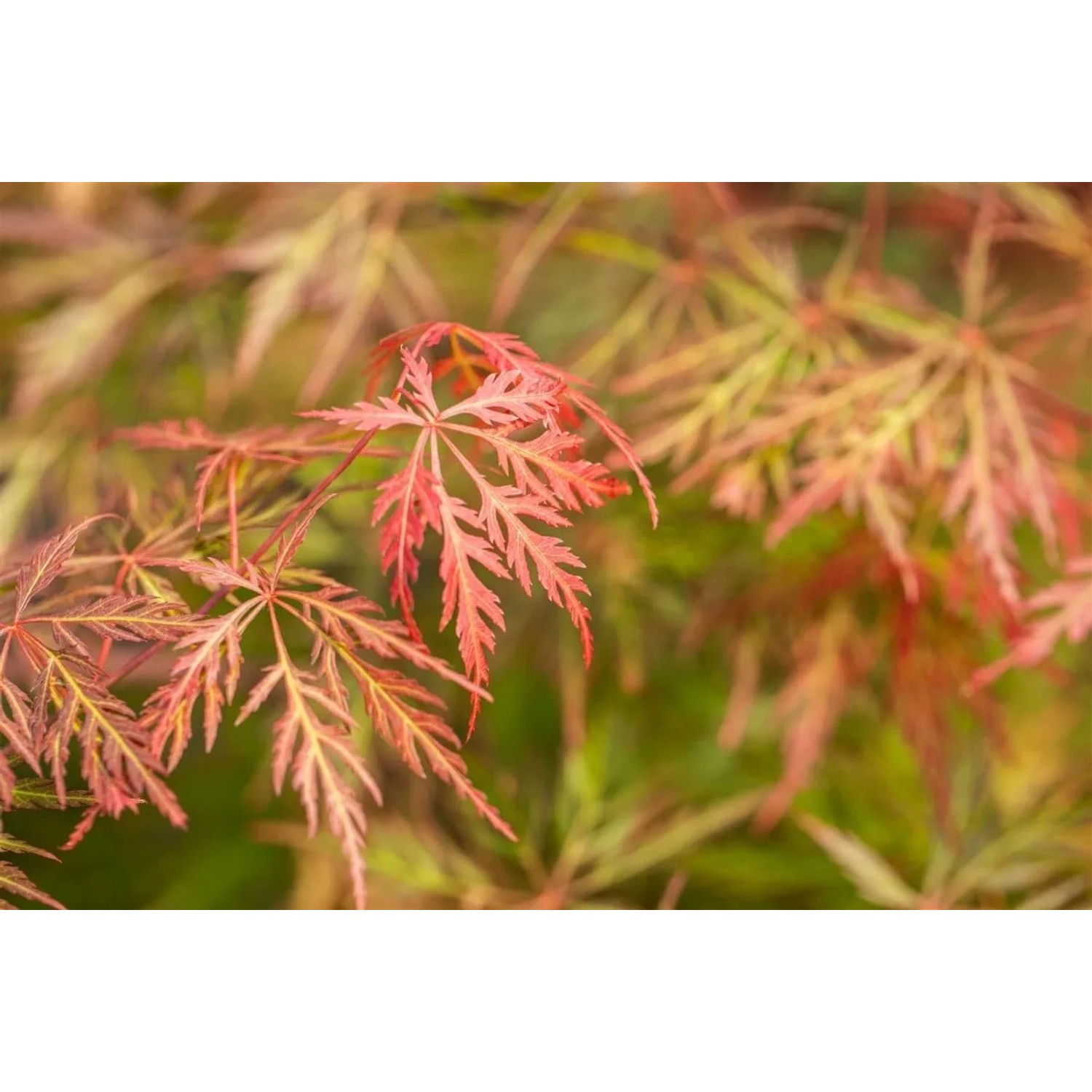 Detailaufnahme: Orange-roter Japanischer Ahorn (Acer Palmatum Orangeola), filigrane Blätter.
