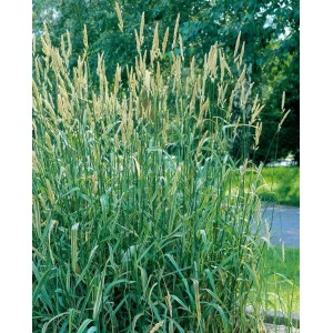 Buntlaubiges Süßgras (Glyceria Maxima Variegata) im Topf, grüne Blätter mit cremefarbenen Streifen und Blütenständen.