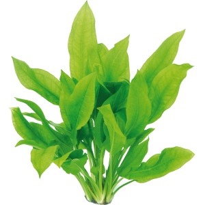 Grüne Dennerle Aquariumpflanze Echinodorus Grisebachii Bleherae für Ihr Aquarium.