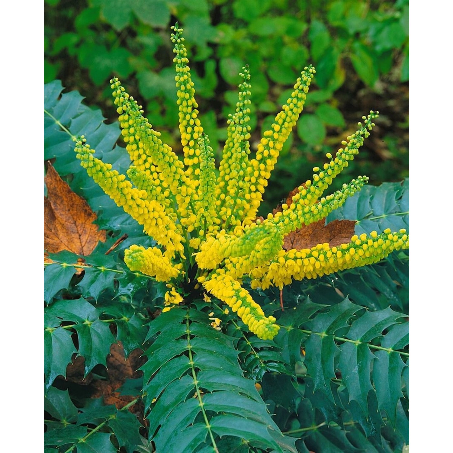 Winterblühende Mahonie 'Winter Sun' mit gelben Blüten und immergrünem Laub.