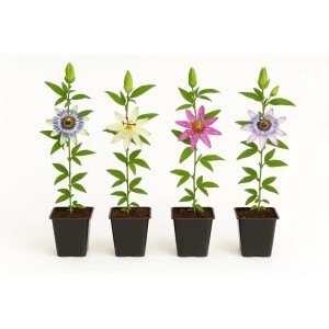 Exotenherz Kletterpflanzen Passionsblume Passiflora Rainbow 4er Set 11cm Topf