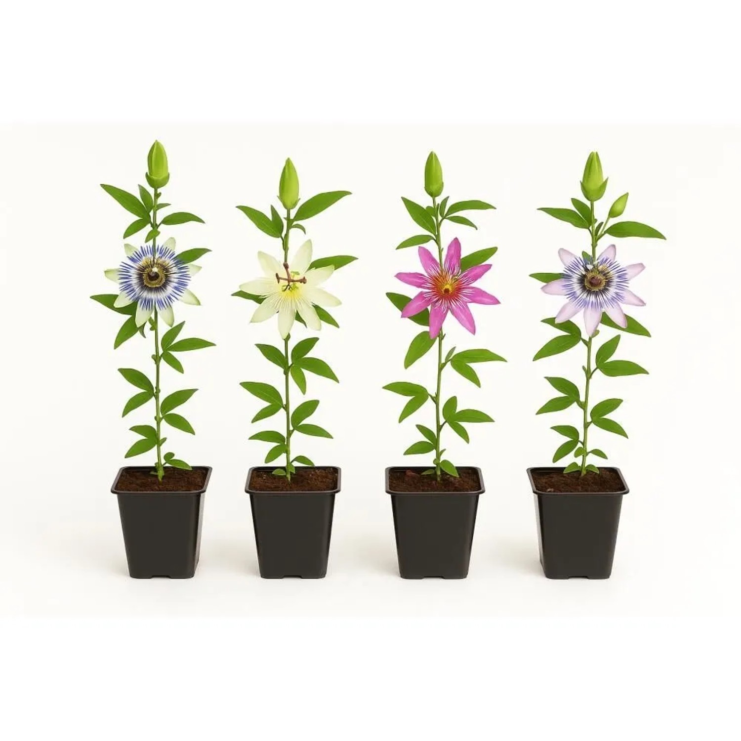 Exotenherz Kletterpflanzen Passionsblume Passiflora Rainbow 4er Set 11cm To günstig online kaufen